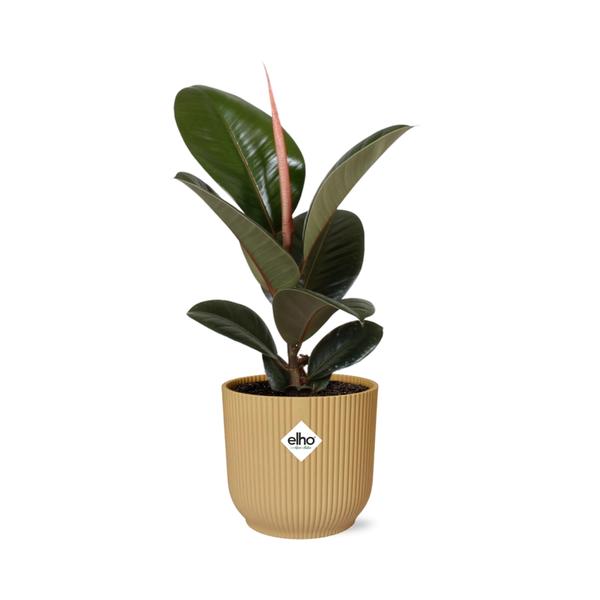 Ficus Elastica ‘Robusta’ in ELHO Vibes Fold 14cm geel  BotanicBridge