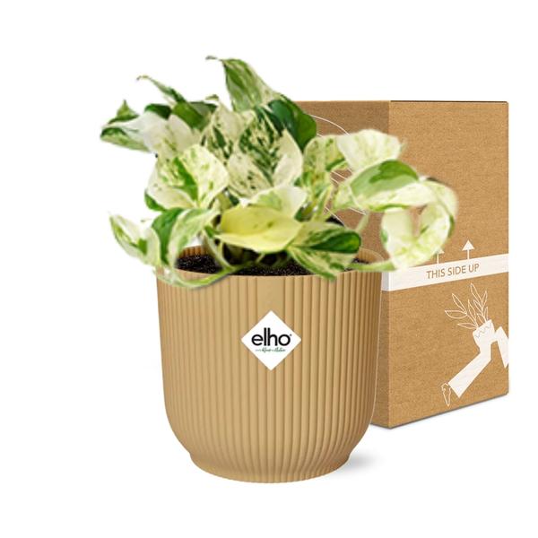 Epipremnum Pinnatum Happy Leaf in ELHO Vibes Fold 14cm geel  BotanicBridge