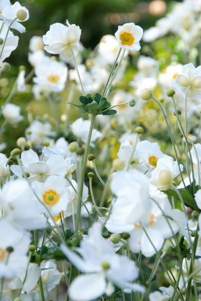 Anemone hyb. 'Honorine Jobert' - ↕10-25cm - Ø9cm - 12x  BotanicBridge