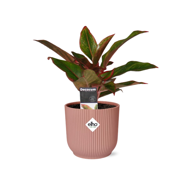 Aglaonema Crete in ELHO Vibes Fold 14cm roze  BotanicBridge