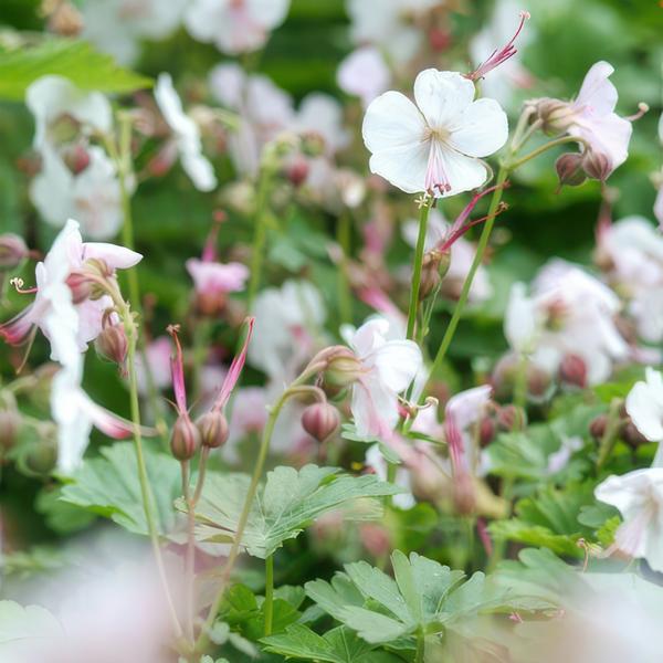 Geranium cant. 'Biokovo' - ↕10-25cm - Ø9cm  - 40x  BotanicBridge