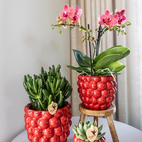 Kolibri Home | Berry pot - 12cm  BotanicBridge