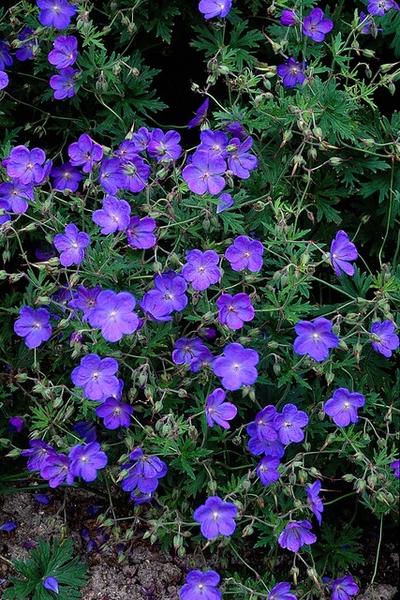 Geranium 'Johnson's Blue' - ↕10-25cm - Ø9cm - 6x  BotanicBridge