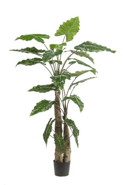 Kunstplant - Alocasia - Olifantsoor - 180 cm  BotanicBridge