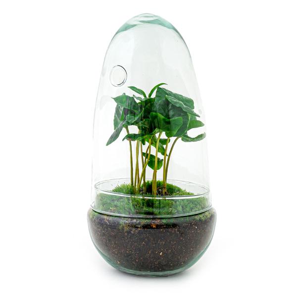 DIY terrarium - Egg Coffea Arabica - ↕ 25 cm  BotanicBridge