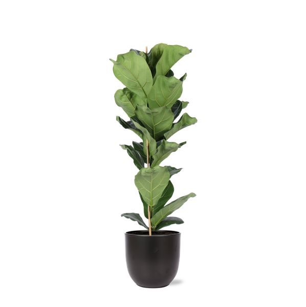 Ficus Lyrata - Ø21cm - ↕90cm in BOULE antraciet pot  BotanicBridge