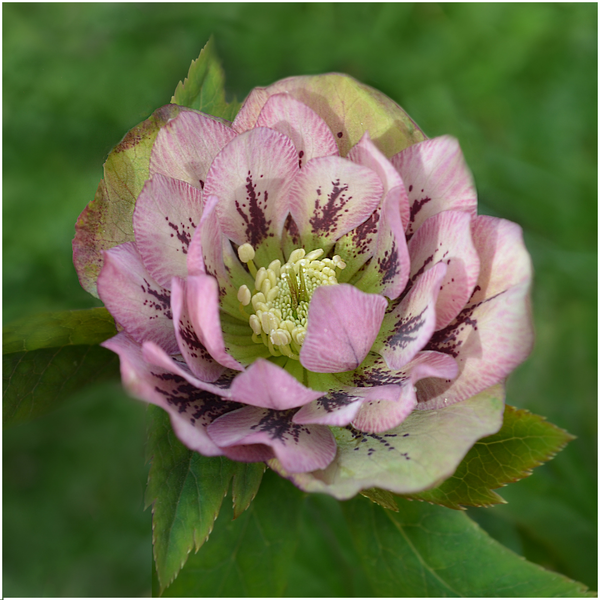 Helleborus Specials - 3 x Ø 14 cm - ↨ 25 cm  BotanicBridge