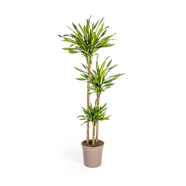 Dracaena Deremensis Rikki Ø24cm - ↕140cm  BotanicBridge