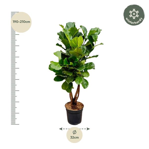 Ficus Lyrata vertakt XL - 200cm - ø32  BotanicBridge