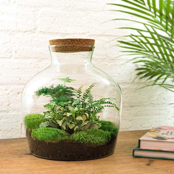 DIY terrarium - Fat Joe Groen - ↕ 30 cm - Rake + Shovel + Tweezer + Scissors  BotanicBridge