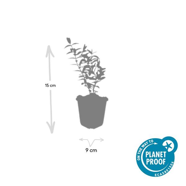 Hypericum 'Hidcote' - ↕10-25cm - Ø9cm - 6x  BotanicBridge