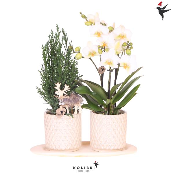 Kolibri Company | Plantenset Diamond Pearl Kerst | Witte Phalaenopsis Orchidee Lausanne + Mini Kerstboom incl. keramieken sierpotten  BotanicBridge