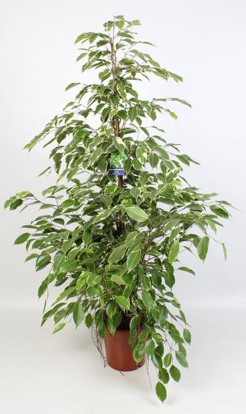 Ficus Benjamina Golden King 21 Cm - Ø21cm - ↕100cm  BotanicBridge