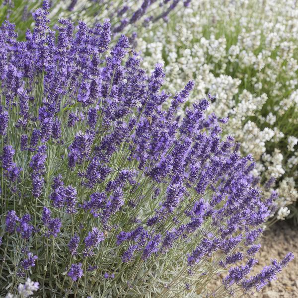 Lavandula 'Hidcote' - ↕10-25cm - Ø9cm - 20x  BotanicBridge