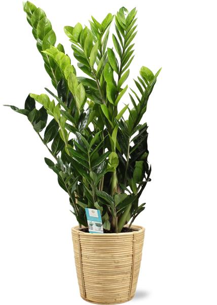 Zamioculcas Zamiifolia - Ø21cm - ↕95cm + Bibek Pot D22x22cm - Naturel  BotanicBridge