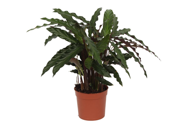 Calathea Elgergrass - 40 cm - Ø12cm  BotanicBridge