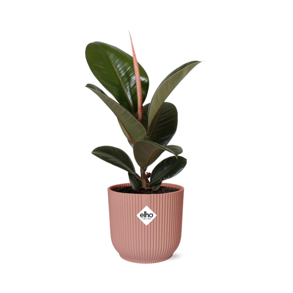 Ficus Elastica ‘Robusta’ in ELHO Vibes Fold 14cm roze  BotanicBridge