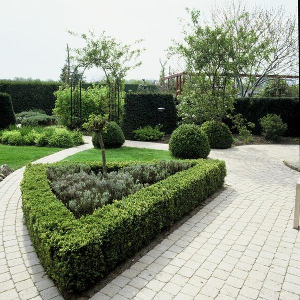 Buxus Sempervirens - ↕10-25cm - Ø9cm - 12x  BotanicBridge