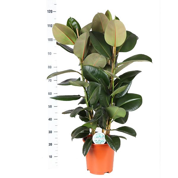 Ficus Elastica Robusta Ø27cm - ↕115cm in Boule WIT pot  BotanicBridge