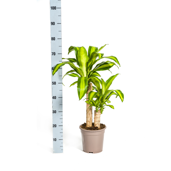 Dracaena Fragrans Massangeana Ø19cm - ↕80cm  BotanicBridge