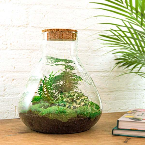 DIY terrarium - Sam XL - ↕ 35 cm - Rake + Shovel + Tweezer  BotanicBridge