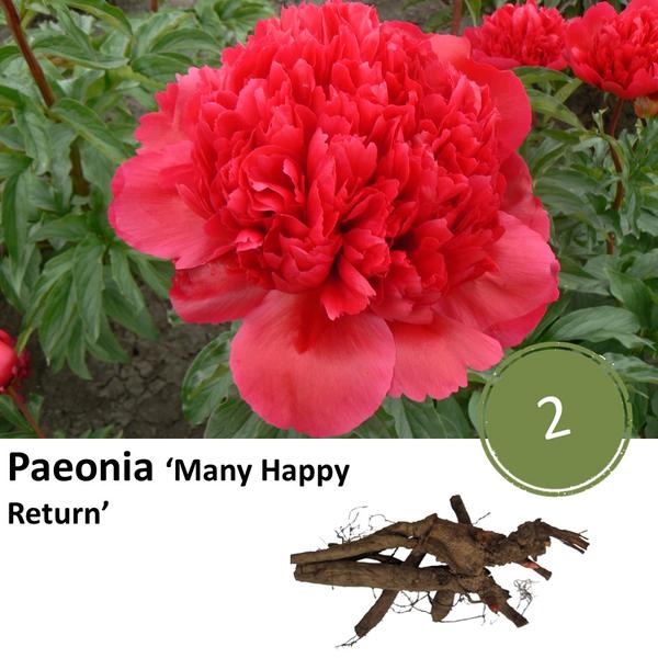 Paeonia 'Many Happy Return' - 2x  BotanicBridge