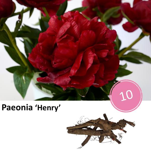 Paeonia 'Henry' - 10x  BotanicBridge