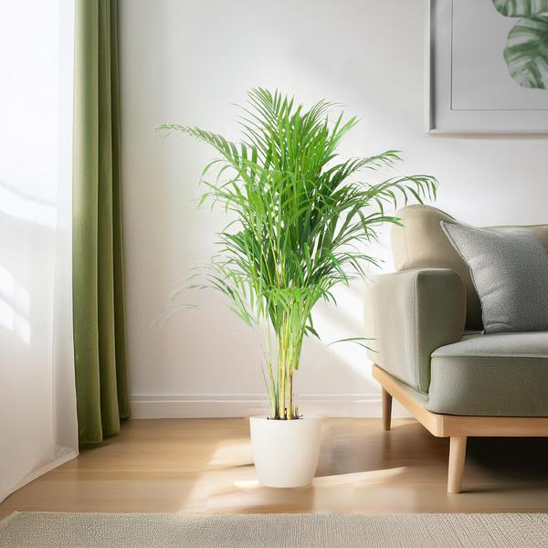 Areca Palm (Dypsis) met Viber wit - 100cm - Ø21  BotanicBridge