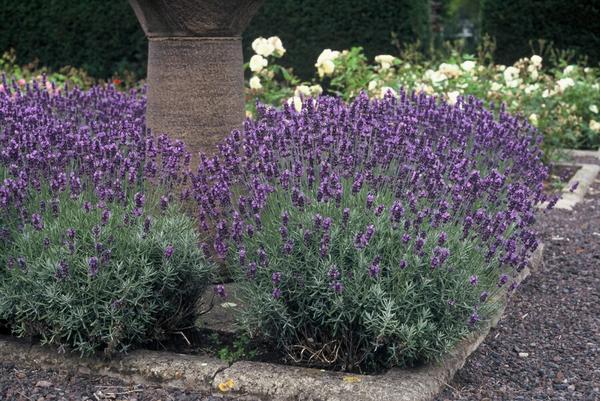 Lavandula ang. 'Dwarf Blue' - ↕10-25cm - Ø9cm - 12x  BotanicBridge