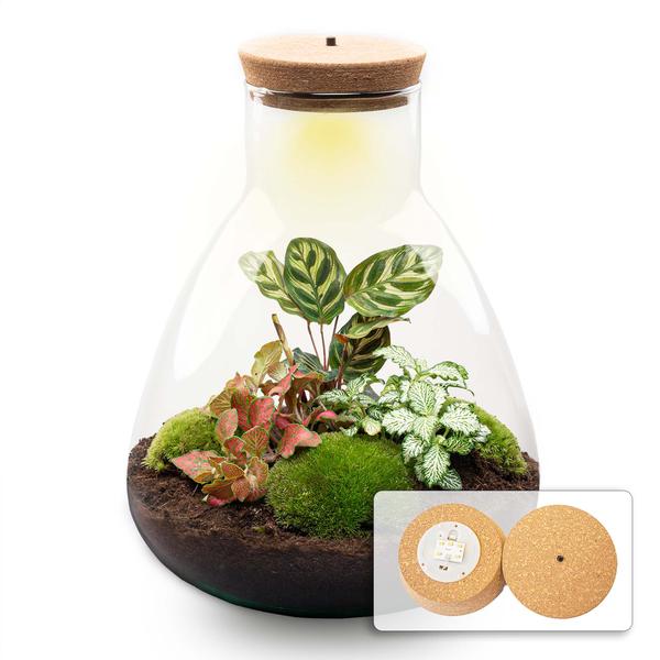 DIY terrarium - Sam Coffea met lamp - ↕ 30 cm - Normal  BotanicBridge