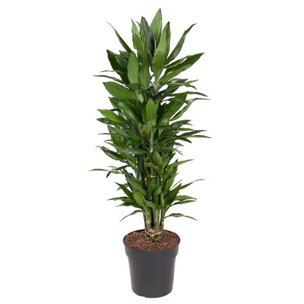 Dracaena Janet Lind vertakt - 110 cm - ø27  BotanicBridge