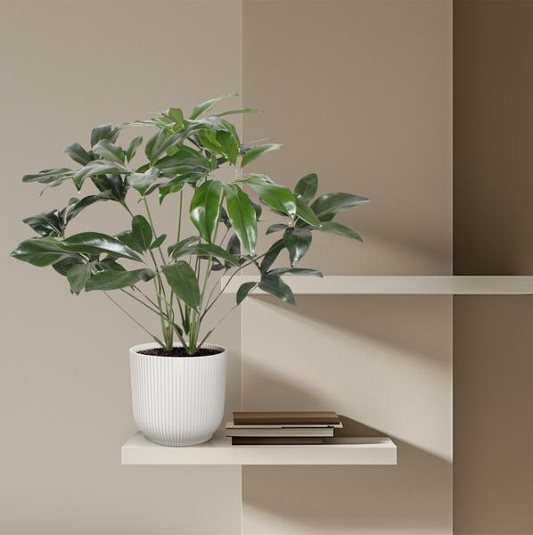 Philodendron Green Wonder - 120 cm - ø27  BotanicBridge