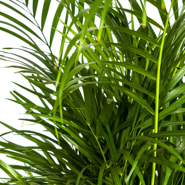 Dypsis Areca Lutescens Ø21cm - ↕110cm  BotanicBridge