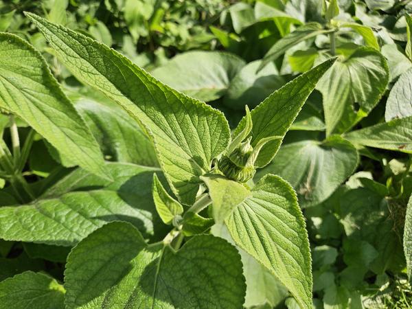 Phlomis russeliana - ↕10-25cm - Ø9cm - 40x  BotanicBridge