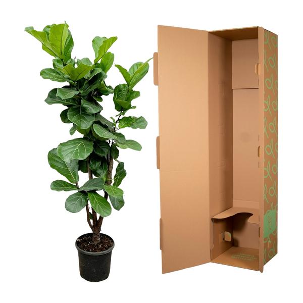 Ficus Lyrata vertakt - 180cm - ⌀32  BotanicBridge