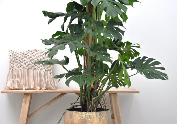 Monstera Deliciosa XXL - 150cm - ⌀27  BotanicBridge