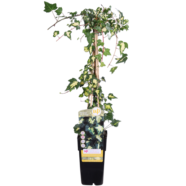 Hedera helix 'Goldheart' - Ø15cm - ↕65cm  BotanicBridge