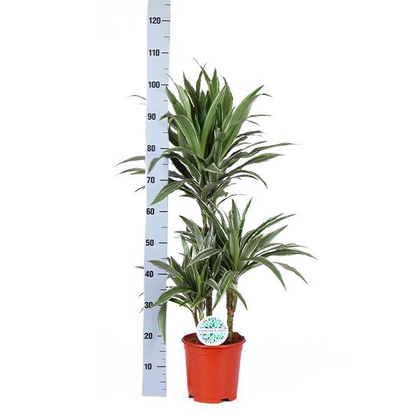 Dracaena Warneckii Ø21cm - ↕65cm in Vibes WIT pot  BotanicBridge