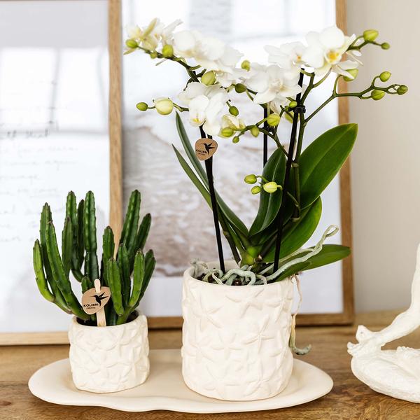 Kolibri Company | Plantenset Star Fish small | Witte Phalaenopsis Orchidee Lausanne en Succulent incl. keramieken sierpotten op wit organisch dienblad  BotanicBridge