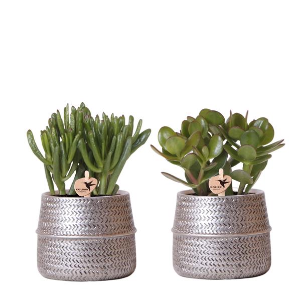 Kolibri Greens | Succulenten set van 2 planten in zilveren groove sierpotten - keramiek  potmaat Ø9cm  BotanicBridge