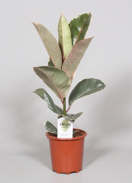 Ficus Elastica Tineke - Ø17cm - ↕60cm  BotanicBridge