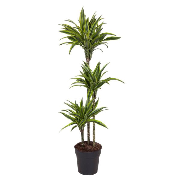 Dracaena Lemon Lime - 140 cm - ø24  BotanicBridge