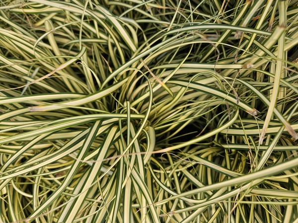 Carex oshim. 'Evergold'  - ↕10-25cm - Ø9cm - 20x  BotanicBridge