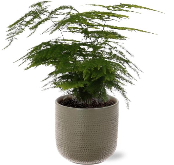 Asparagus Setaceus - Ø12cm - ↕28cm + Aresso Pot D13x12,5cm - Grijs Groen  BotanicBridge