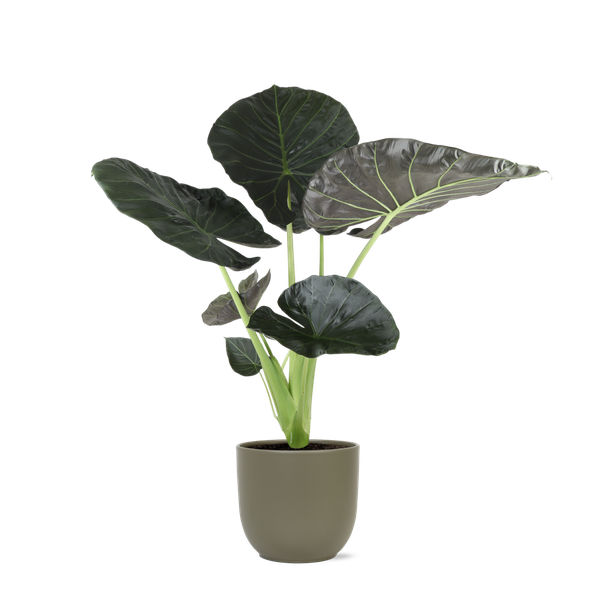 Alocasia Regal Shield Ø21cm - ↕100cm in Boule OLIJF pot  BotanicBridge