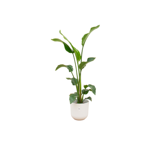 Combi deal - Strelitzia Nicolai inclusief elho Jazz Round wit Ø23 - 100 cm  BotanicBridge