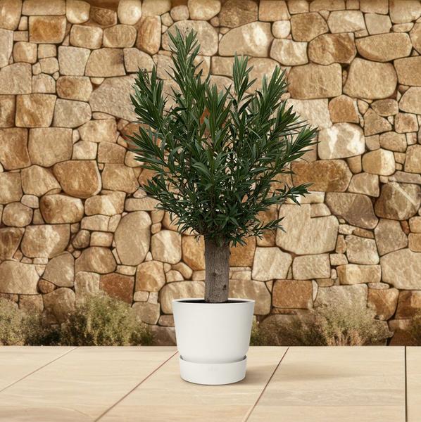 Nerium Oleander Bonsai - 190cm - ø45  BotanicBridge