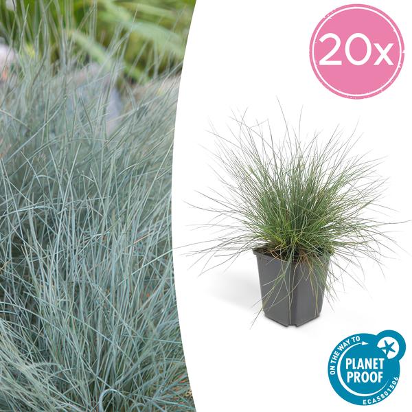 Festuca glauca 'Elijah Bleu' - ↕10-25cm - Ø9cm  - 20x  BotanicBridge