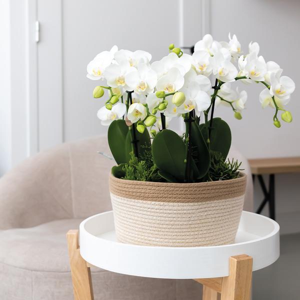 Kolibri Home | Cotton Basket dish wit - Cotton gevlochten schaal met wit detail - potmaat Ø30cm  BotanicBridge