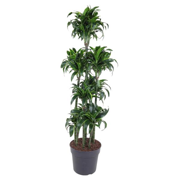 Dracaena Dorado Carrousel - 170 cm - ø34  BotanicBridge